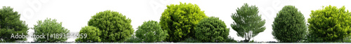 Row of lush green trees or shrubs