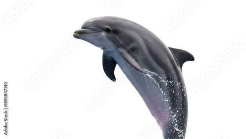 Fotografi Isolated Bottlenose Dolphin leaping out of the water marine mammal in a jumping