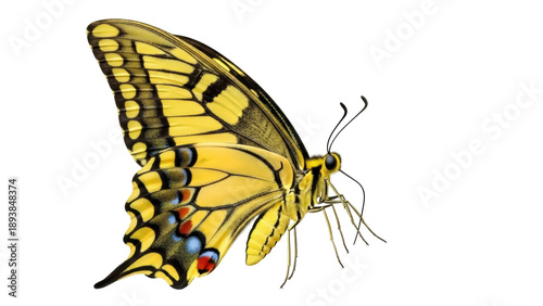 Photos Isolated swallowtail butterfly with yellow wings, black patterns, delicate anten