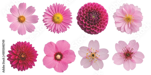 A selection of pink and red flowers isolated on a white background, showcasing various species