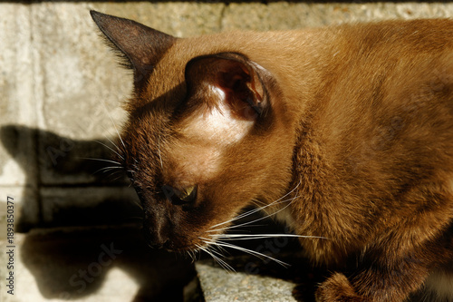 Photography Brown cats and shadow background