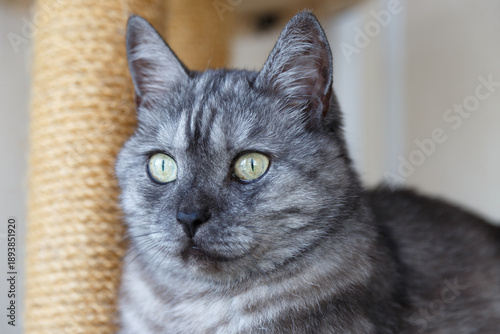 A beautiful gray and white cat with yellow eyes sits on a cat play complex and looks away. Scottish Straight breed, black smoke color. Without people. Selective focus, close-up.