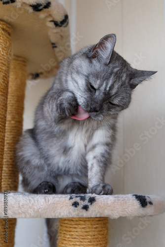 A beautiful gray and white cat with yellow eyes sits on a cat play complex and licks itself. Scottish Straight breed, black smoke color. Without people. Selective focus, close-up.