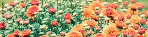 Vintage flower background