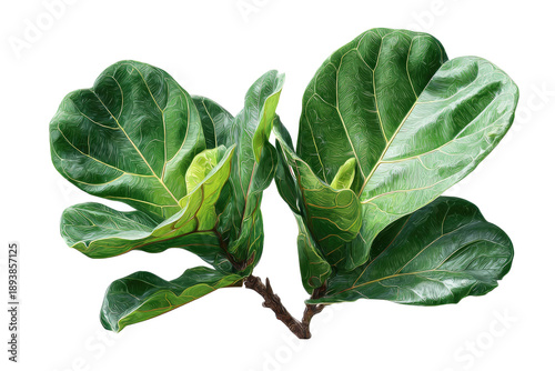 Close-up of lush, vibrant green fiddle-leaf fig leaves