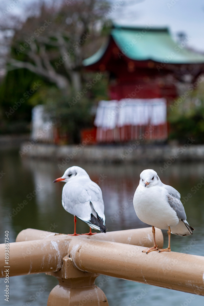 Obraz premium 鎌倉26127 鶴岡八幡宮2 ゆりかもめ