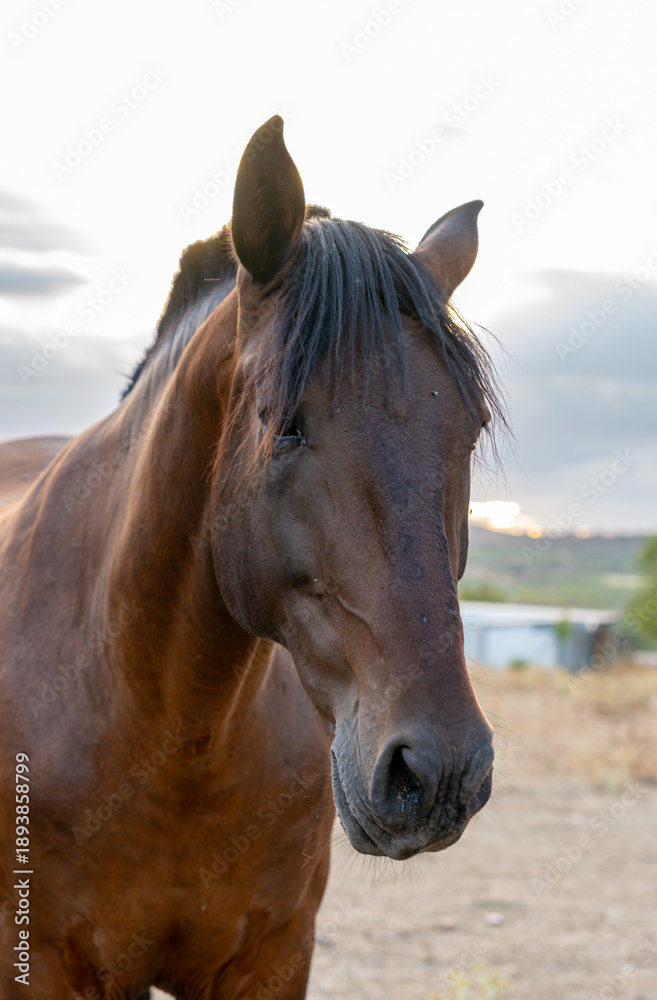 Fototapeta premium Close-up portrait of a majestic brown horse in a rural field at sunset