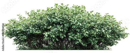Dense green shrubbery, full frame