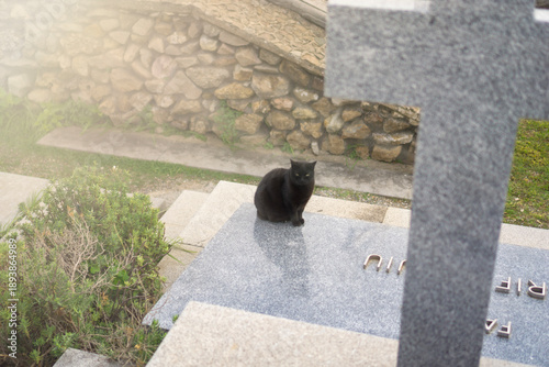 Vászonkép black cat sits on a polished granite grave stone looking at camera at cemetery w