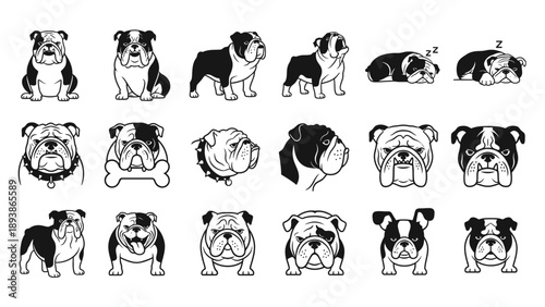 Bulldog faces and body poses.