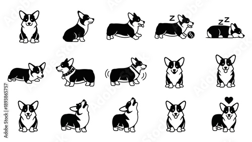 Corgi dogs in various poses.