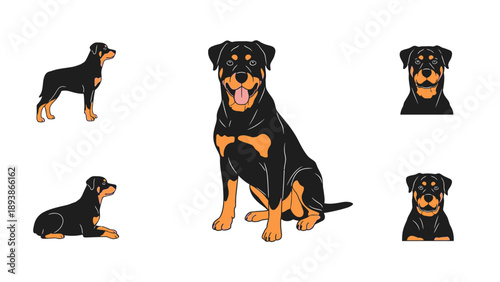 Rottweiler dog breeds in various poses.