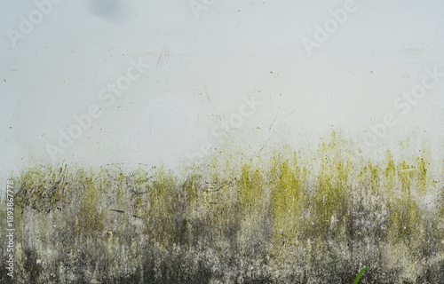Fotografie Pared blanca con humedad, moho y textura orgánica de deterioro natural