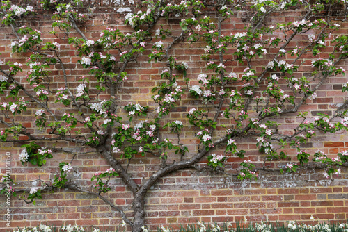 Tableau sur toile Espaliered Apple ‘Braddick’s Nonpareil’ in spring bloom against brick wall