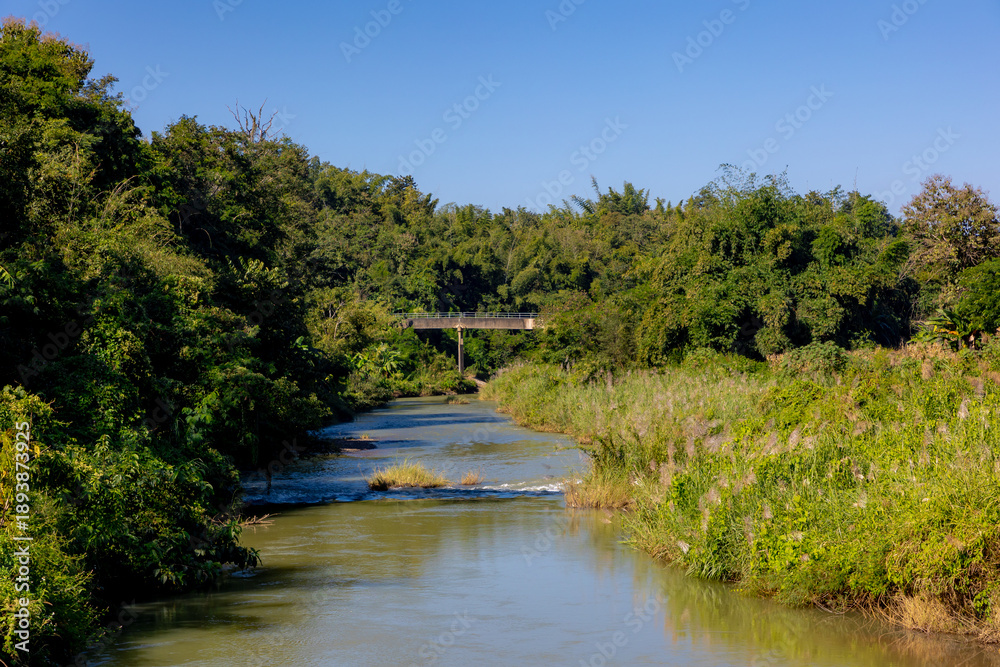 Fototapeta premium Countryside landscape, The Wang river with big trees, green grass meadow and white sugarcane flowers along the shore, Saccharum spontaneum and palm trees, Chae Hom District, Lampang province, Thailand