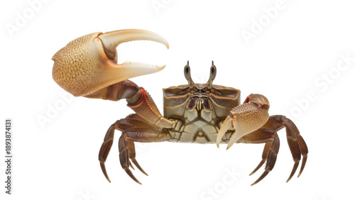 Photography Isolated fiddler crab with one large claw displayed in an animal studio shot ima