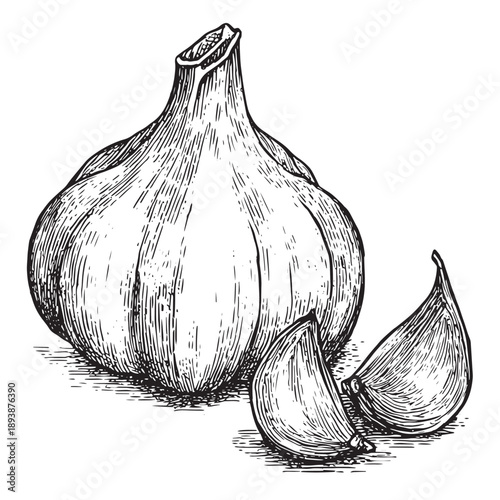 Detailed hand-drawn sketch of a fresh garlic bulb with two peeled cloves artfully arranged, rendered in a classic black and white cross-hatching style on a plain white background