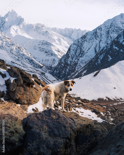 Billede på lærred Portrait of Brown and White Himalayan Sheepdog Standing on Rocks in Snowy Mountain Landscape looking back at his human companion