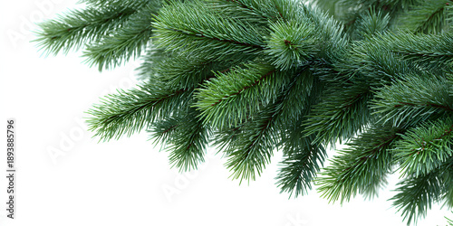 pine branches