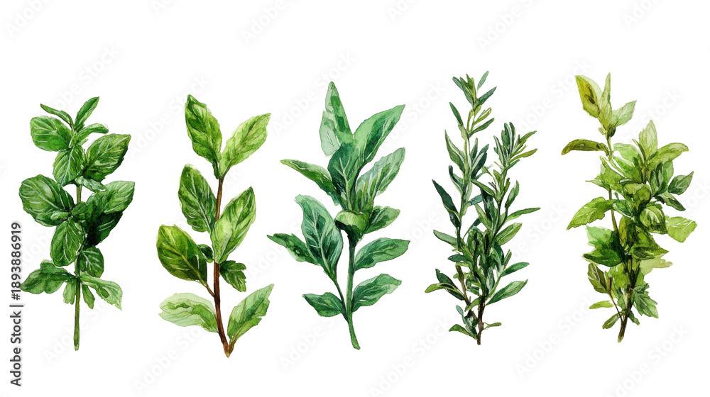 Fototapeta premium Fresh Herb Variety Array Black Background