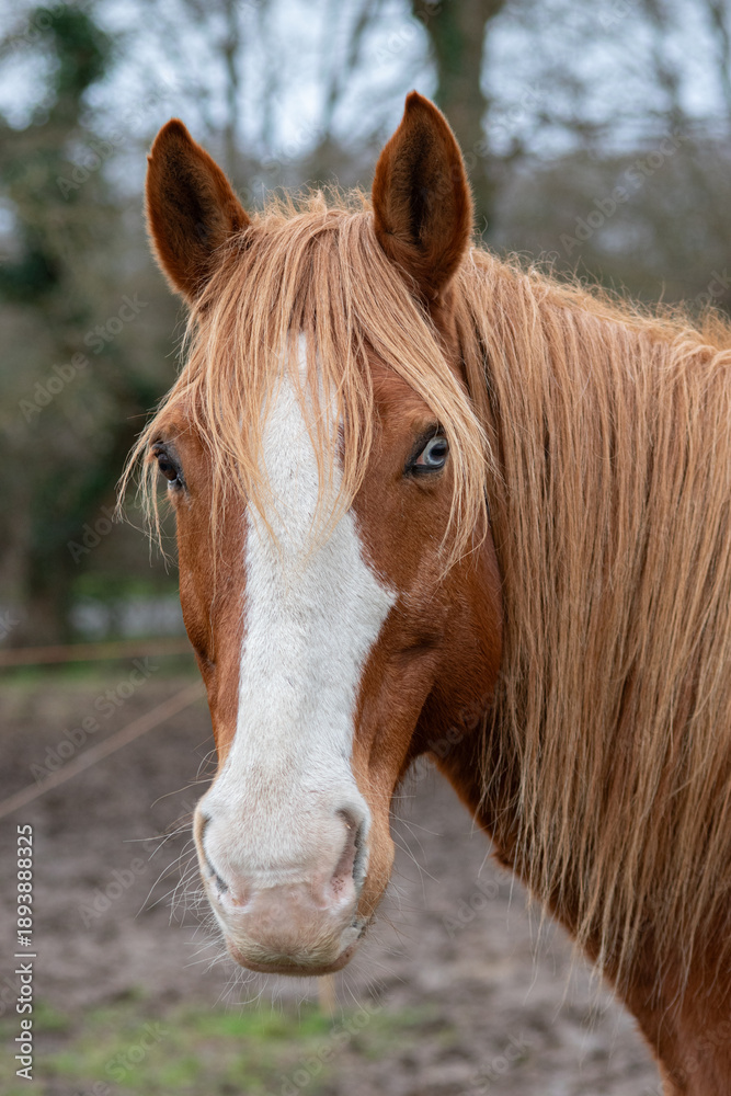 Fototapeta premium Portrait d'un cheval blond aux yeux vairons