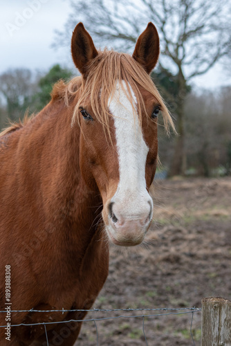 Portrait d'un cheval brun à la crinière blonde derrière sa clôture 
