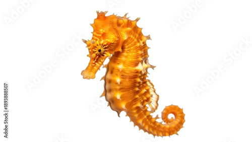 Isolated orange thorny seahorse, a sea animal with a prehensile tail and bony armor plates