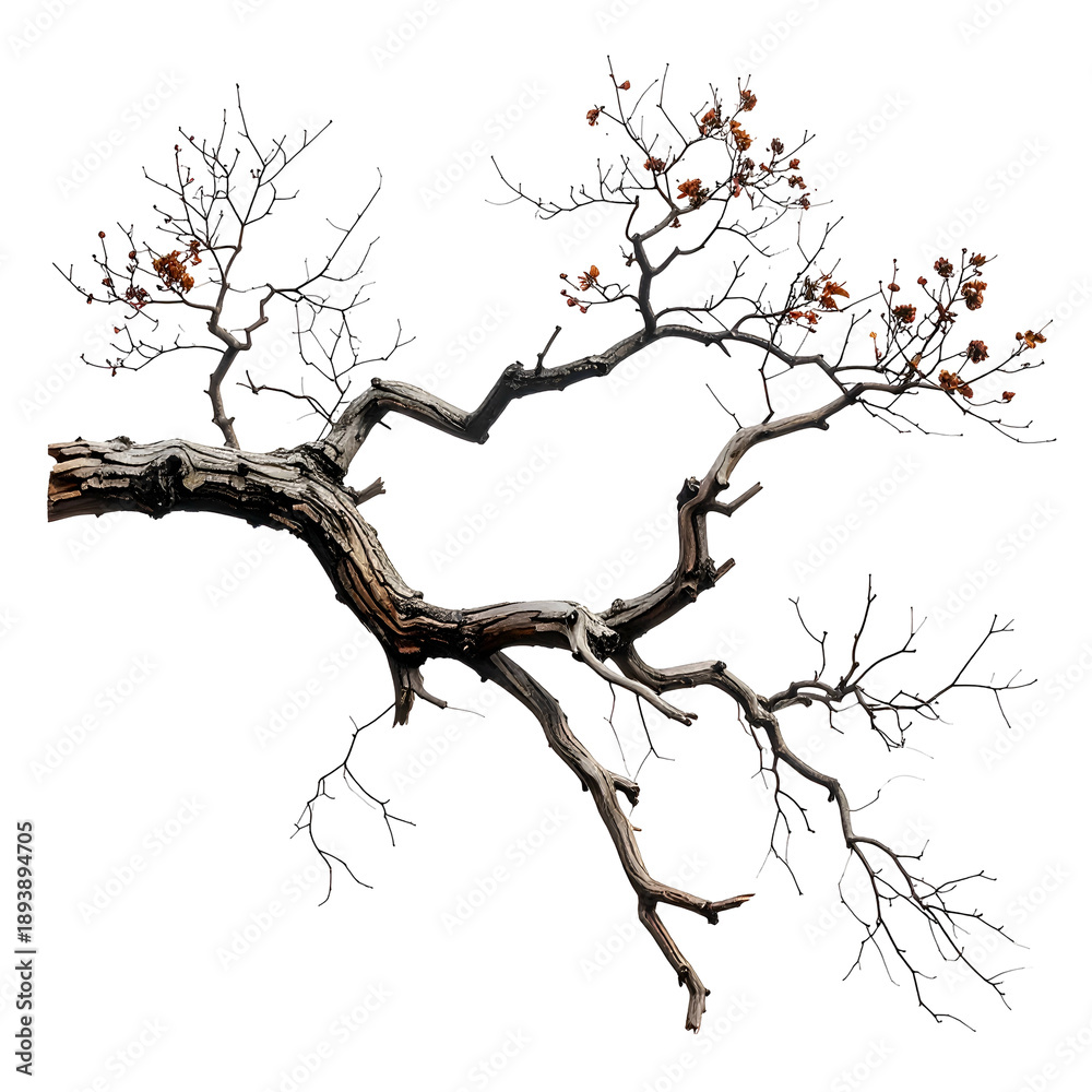 Fototapeta premium Sparse, weathered tree branch with a few reddish berries against a black backdrop