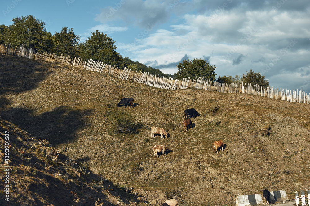 Obraz premium Cows grazing on a sunlit hillside pasture with wooden fence and scattered trees, rural landscape meadow scene showing livestock on rolling hills under a dramatic cloudy sky