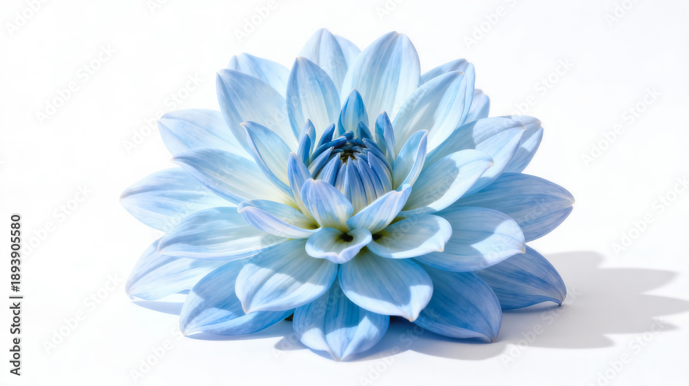 Obraz premium Beautiful Blue Dahlias Flower in Full Bloom