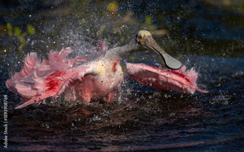 Konstfotografi Roseate spoonbill in south Florida