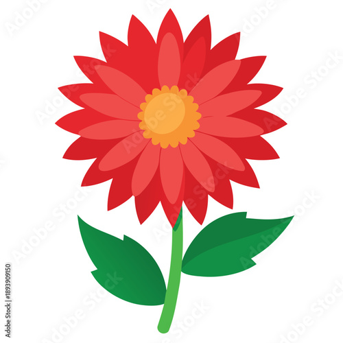 aster mexican on white background