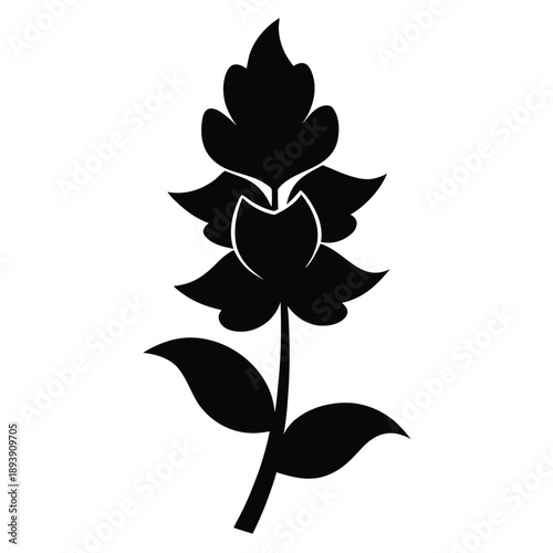 aconitum variegatum flower silhouette vector on white
