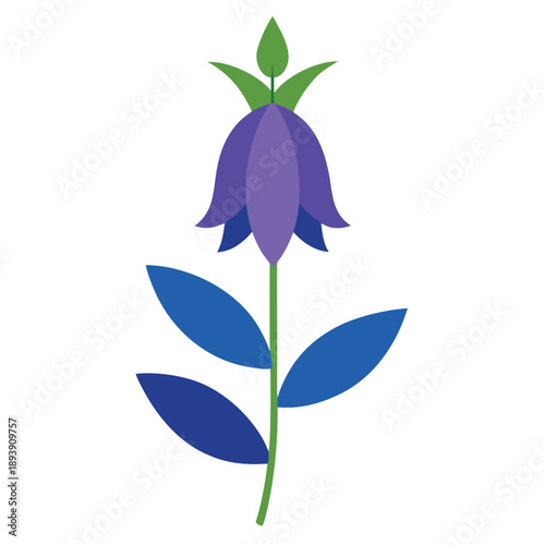 aconitum variegatum flower vector