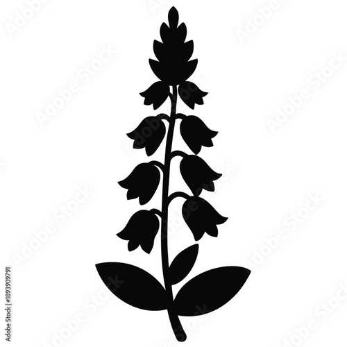 aconitum heterophyllum  flower silhouette vector on white background
