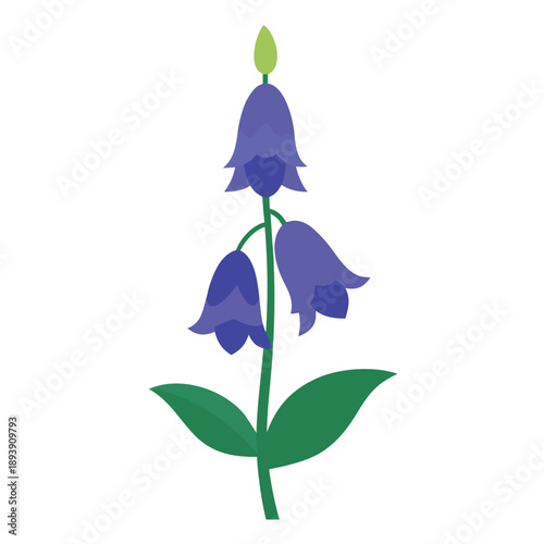 aconitum variegatum  vector on white background
