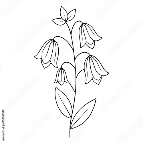 aconitum carmicheaelii line art  on white background
