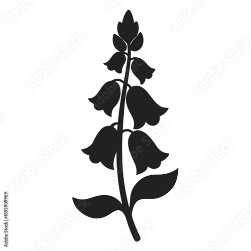 aconitum carmicheaelii silhouette on white