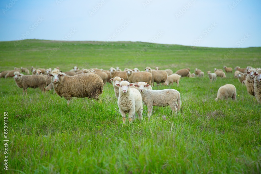 Obraz premium The sheep grazing and walking on green grass .