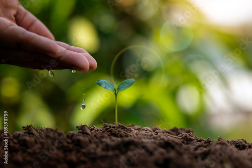 Farmers plant trees in the ground with their own hands. This is the concept of tree planting and the factors necessary for plant growth.