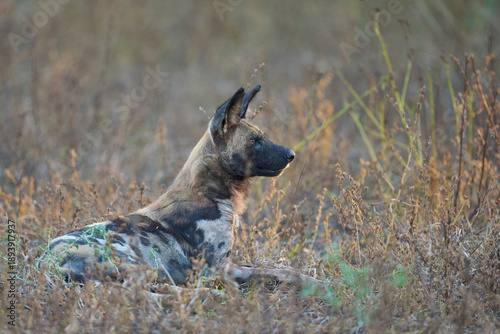Tableau sur toile Pack of African Wild Dog (Lycaon pictus) resting in grassland during the heart o