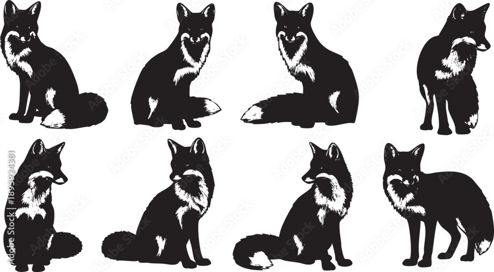Fototapeta premium Black and white of foxes in various poses animal wildlife silhouette