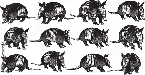 Black and white of multiple armadillos in various poses animal wildlife texture