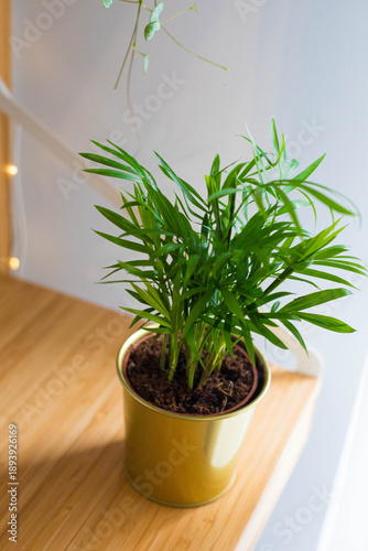 A plant of Chamaedorea elegans or Parlour Palm in a golden pot on a wooden shelf. Top view, vertical shot.