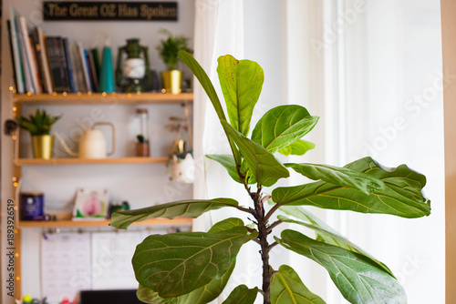 A plant of Ficus Lyrata or Fiddle leaf Fig plant in the foreground, near a curtain window, with wooden shelves in the background.