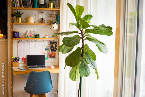 A plant of Ficus Lyrata or Fiddle leaf Fig plant in the foreground, near a curtain window, with wooden shelves in the background.