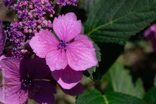 Vibrant pink hydrangea blooms contrast with purple clusters in a lush garden ...