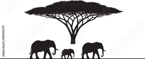 Black silhouette of three elephants and acacia tree on white background