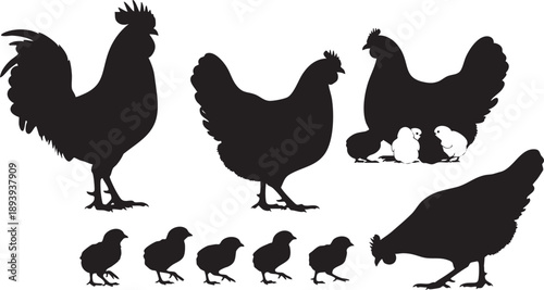 Black silhouettes of chickens and chicks on white background rooster