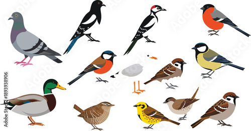 Large set of common bird vector illustrations featuring mallard duck pigeon sparrow woodpecker magpie and songbirds isolated on white background for wildlife nature education design